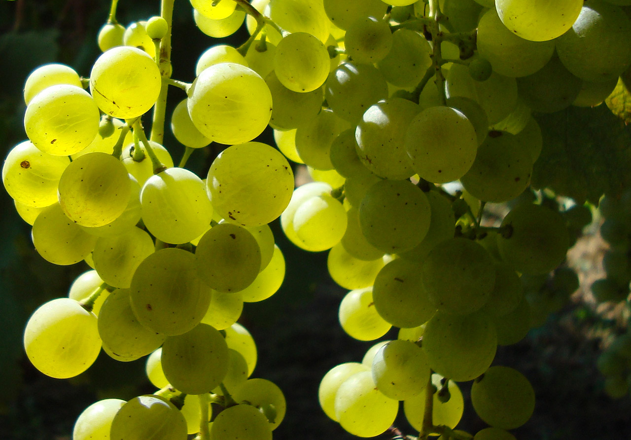 Termen